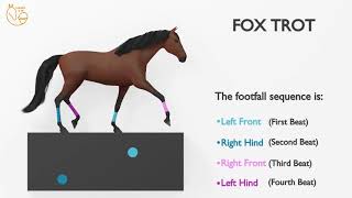 The FOX TROT gait explained [upl. by Allerym]