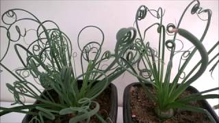 Albuca Spiralis [upl. by Adalbert698]