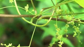 Plant portrait  Wild yam Dioscorea villosa [upl. by Euphemia]