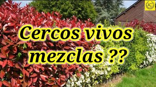 Como mezclar correctamente dos especies para cerco vivo  Nuevas alternativas para cercos vivos [upl. by Borroff]