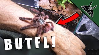 PRETTY TARANTULA IS A THING  Avicularia care sheet [upl. by Sidwohl321]