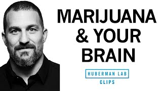 How Marijuana Affects the Brain amp Body  Dr Andrew Huberman [upl. by Tellford398]