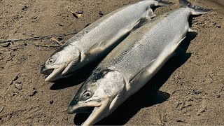 River Fishing for Sockeye Salmon in Washington State Catch n’ Cook [upl. by Akenit70]