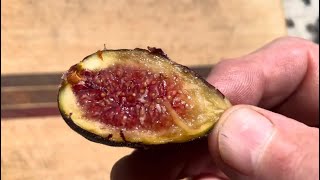 Crozes Fig FDM Ripened to perfection 🤯 [upl. by Ortrude]