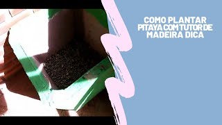 Como plantar pitaya com tutor de madeira Dica [upl. by Ingalls]