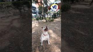 RECREACION INDIVIDUAL Canina con Vueltican🐕🐶👍 dog perros canino [upl. by Oremar]