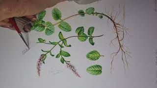 Mint Botanical Illustration In Progress [upl. by Kippy248]