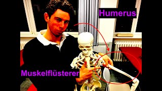 Knöcherne Strukturen des Humerus  Muskelflüsterer Anatomie [upl. by Sorcim110]