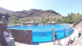 Palmitos Park Dolphin Show [upl. by Anaihr]