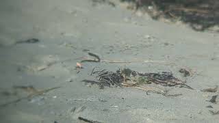 Piping Plover Chicks Foraging [upl. by Ayalahs581]