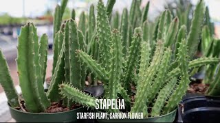 Stapelia the Starfish Plant and Carrion Flower [upl. by Newsom]