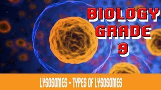 The Cell  Lysosomes  Introduction  Types  Functions  Are They Present In Plant Cells  Part 20 [upl. by Ikim]