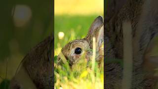 Scared Rabbit  bird alertness hiding animal Shorts [upl. by Pace556]