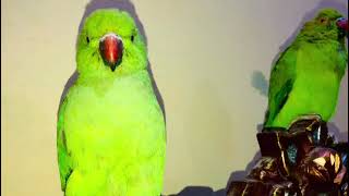 Lovely ringneck parrots very best talking [upl. by Jehial]