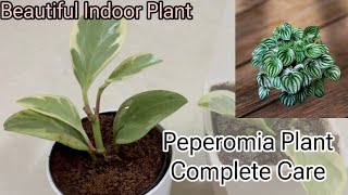 Peperomia की Complete Care  Beautiful Indoor Plant  पेप्रोमिया प्लांट की केयर 🪴 [upl. by Navac971]