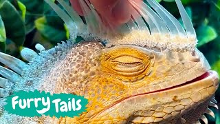 Iguana Shedding ASMR 🦎  Furry Tails [upl. by Marigolda848]