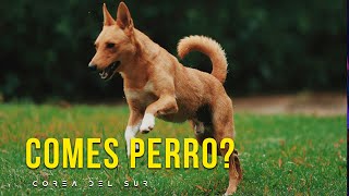 Mi primera vez comiendo perro en Corea [upl. by Acirrej]