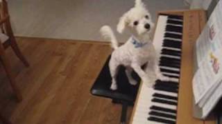 Amazing animal trick Dog singing and playing the piano [upl. by Nuahs822]