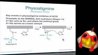 Medicinal Chemistry How do PHYSOSTIGMINE act on ACETYLCHOLINESTERASE ENZYME  Part 3 [upl. by Mialliw]