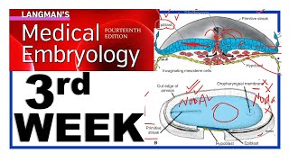 Langman Chapter5  Third Week of Human Development  Embryology  Gastrulation  Dr Asif Lectures [upl. by Allenod]