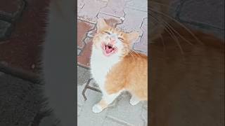 Kedi çağırma sesi Gerçek Kedi sesi keşfet cat kedisesi [upl. by Birkle]