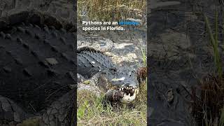 Alligator seen swallowing python at Everglades National Park Shorts [upl. by Reklaw789]