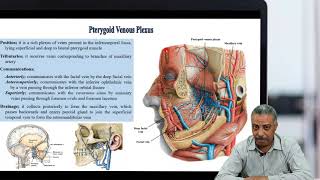 Pterygoid Venous Plexus [upl. by Jez]