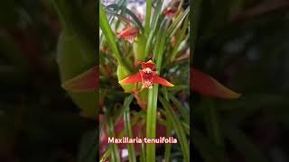 dicas Maxillaria tenuifolia [upl. by Ainoloppa749]