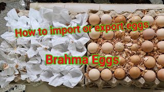 How to Prepare fertilised eggs for export to Tanzania 🇹🇿 Zimbabwe [upl. by Elak166]