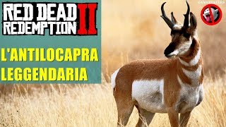 Lantilocapra leggendaria in Red Dead Redemption 2 [upl. by Annoval]