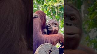 Bornean Orangutan  Singapore Zoo [upl. by Lartnom987]