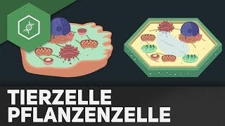 Tierzelle vs Pflanzenzelle  REMAKE [upl. by Zoubek]