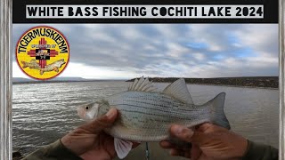 WHITE BASS FISHING COCHITI LAKE 2024 [upl. by Adnoyek]