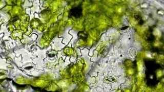 Demonstration of Stomata on a Leaf Peel  MeitY OLabs [upl. by Enaira176]