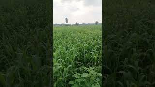 Solam kaadu full ah keerai tha nature greens [upl. by Adnat745]