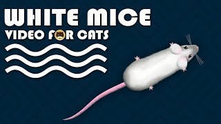 CAT GAMES  Catching White Mice Mouse Video for Cats to Watch  CAT amp DOG TV [upl. by Rehttam901]