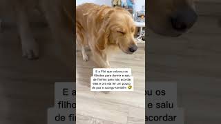 A póbi no puerpério entretenimento humor memes cachorros educanimaistiktok [upl. by Swope]