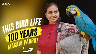 This Bird Life is 100 Years  Talking Parrot  Blue Gold Macaw [upl. by Nana]