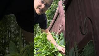 How to Make Comfrey Tea and a Bucket Spout Installation Tutorial [upl. by Scheck]