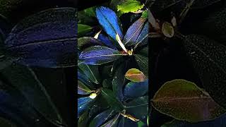 Bucephalandra Blue Bell – A Rare Gem for Your Aquarium 💎 [upl. by Dennet]