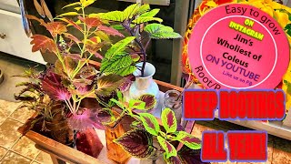 Year Round Coleus Rootings EFFECTIVE TIPS amp TRICKS [upl. by Aicilyt]