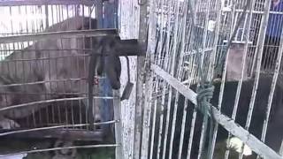 西藏獒犬和獅虎獸在互凶  Tibetan mastiff VS Liger [upl. by Pasia]