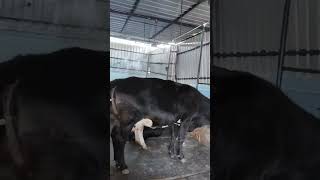 Cows Fogger System  Shri Krishna Dairy Farm  animallover animals cow [upl. by Atiuqet884]