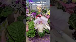 스트렙토카르푸스 Streptocarpus 부비 꽃씨앗 내품종 [upl. by Alpheus422]