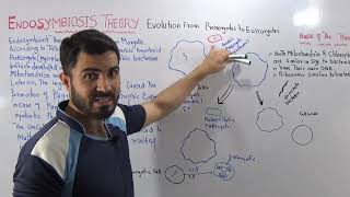 L1 Endosymbiont hypothesis Evolution of Prokaryotes into Eukaryotes full explanation by Dr Hadi [upl. by Kcod519]