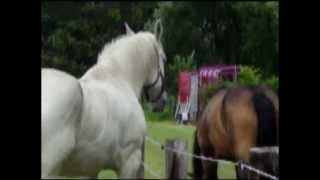 HORSES IN LOVE  VERLIEBTE PFERDE [upl. by Strephon]