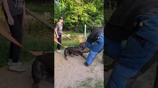 🏅Bodyguard dog training Cane Corso Prometheus protects the girl GUARDODESSA Odessa Ukraine [upl. by Acinomahs]