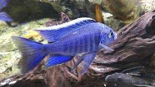 Copadichromis Azureus [upl. by Pitzer]