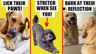 Why does your dog do that 🔥 10 WEIRD BEHAVIORS EXPLAINED [upl. by Eirallih]