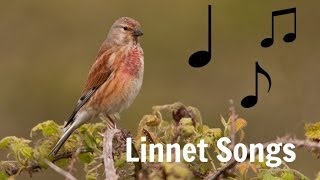 LINNET SONGS MP3 [upl. by Groh978]